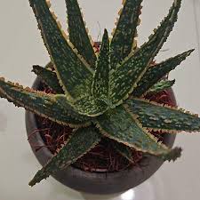 Image result for Aloe zebrina