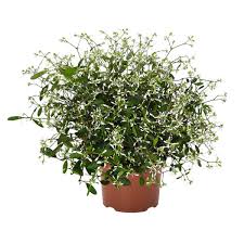 Image result for Euphorbia hypericifolia