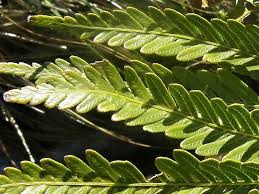 Image result for Todea