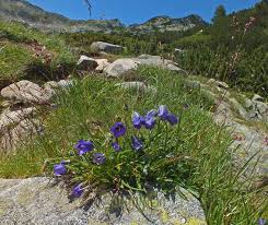 Image result for Campanulaceae