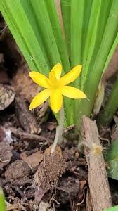 Image result for Curculigo pilosa