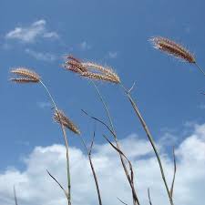 Image result for Chloris mossambicensis