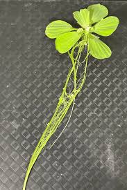 Image result for Pistia