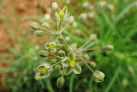 Image result for Hypertelis umbellata