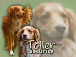 See more of nova scotia duck tolling retriever on facebook. 4pfotenshop Hundewarnschilder Und Kratzfeste Autoaufkleber Mit Hundemotiven Hundeschilder Metallschilder Turschilder Nova Scotia Duck Tolling Retriever