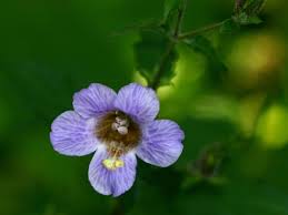 Image result for Mimulopsis