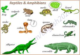 Reptiles And Amphibians Ingles