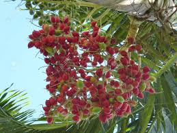 Small apple or pome (< 2), variety of colors, some persist into late winter. Small Red Fruits Of A Palm Tree Stock Photo Picture And Royalty Free Image Image 28174289