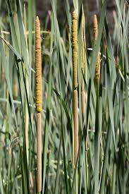 Image result for Typhaceae