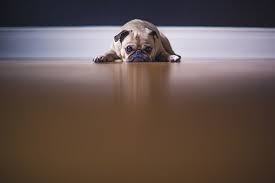 Bred as a companion to royalty, they make an ideal house dog and require only minimal daily exercise. 30 000 Free Cute Dog Images Pictures In Hd Pixabay