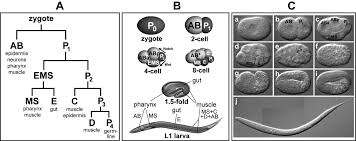 Animal cell picture with labels. Cell Fate Specification In The C Elegans Embryo Maduro 2010 Developmental Dynamics Wiley Online Library