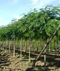 Image result for Albizia