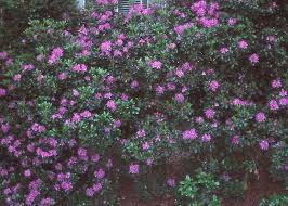 Mini Rhododendron Daphnoides Planting Flowers Patio Bed Rhododendron