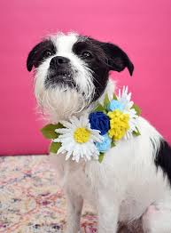 With location and activity tracking, these wearable trackers and collars can help make sure your dog or cat is both safe and healthy. Diy Floral Dog Collar Engraved Pet Tags Using New Cricut Maker Tools Dream A Little Bigger