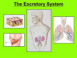 Learn about the excretory system with these great excretory system notebooking pages. Functions Of The Excretory System Ppt Video Online Download