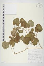 Image result for Ipomoea albivenia