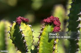 Image result for Euphorbia griseola