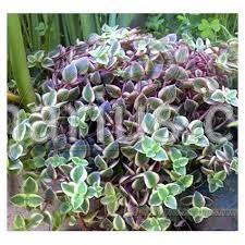 Calico kitten crassula pellucida variegata although these species grow rather short, calico kitten succulents are very popular because of its attractive colors. Kaufen Crassula Pellucida Ssp Marginalis Variegata Mit Canarius