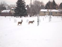 Interestingly, some types of vegetation still thrive against all the odds of nature observed in this region. 022 Preventing Deer Damage To Your Trees And Shrubs Usu