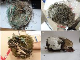 This location is near steve's existing nest, but further away from trees and water—an advantage that may make this nest site safer from predators. Our Garbage Their Homes Artificial Material As Nesting Material The Nature Of Cities