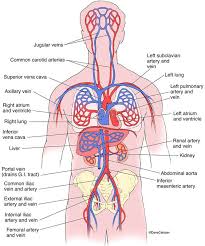 Circulatory system diagram for kids humananatomybody. Cardiovascular System Human Anatomy Life Science Biomedical Carlson Stock Art Circulatory System Human Circulatory System Cardiovascular System