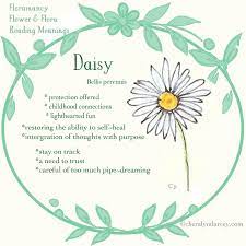 Daisy (flower) synonyms, daisy (flower) pronunciation, daisy (flower) translation, english dictionary definition of daisy (flower). 86 Best Daisy Flower Pictures Ideas Daisy Daisy Flower Daisy Flower Pictures