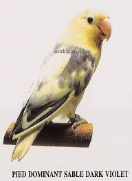 Check spelling or type a new query. 110 Ide Love Bird Burung Burung Cantik Burung Liar