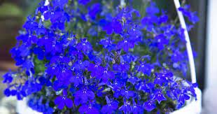 Lobelia Erinus Tips For Growing Edging Lobelias The Laguna Flower