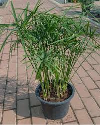Image result for Cyperus deciduus
