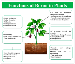 Generally, good growing conditions optimize water uptake in cells. Ijms Free Full Text Boron Functions And Approaches To Enhance Its Availability In Plants For Sustainable Agriculture Html