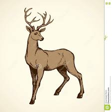 Remember to make the shadow darkest when it is near the skull and gr. Deer Head Drawing Side View Drawing Tutorial Easy