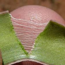 Image result for Ledebouria luteola