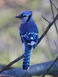 Nonetheless, it is a fairly. Mike Lunsford On Blue Jays And Bird Town News Columns Tribstar Com