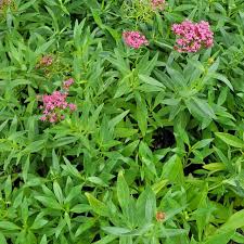 Image result for Centranthus