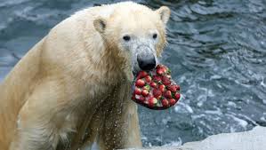 Valentinstag Zoo Hannover Valentinstag Ideen Zoo Tierpark Hagenbeck Valentinstag