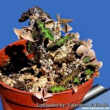 Image result for Euphorbia davyi