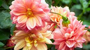 Maybe you would like to learn more about one of these? Fall Flowers Garden Gate