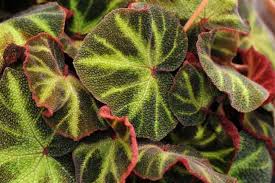 Image result for Begonia subscutata