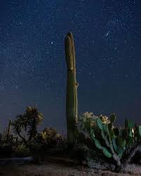 Saguaro is a cactus that looks like a tree that can grow over 40 feet. Ximm6ekg4mbbhm