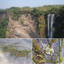 Image result for Inversodicraea