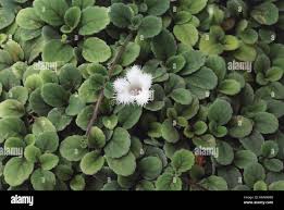 Image result for Gesneriaceae