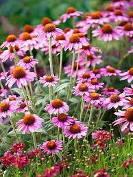 These 19 Power Perennials Thrive Every Year No Matter What Flowers Perennials Hardy Perennials Perennials