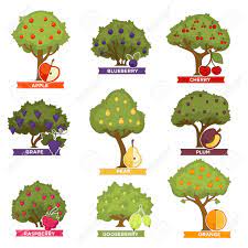 Its white inside and the outer peeling is tough. Orchard Trees And Bushes With Ripe Fruits With Names Royalty Free Cliparts Vectors And Stock Illustration Image 97551216