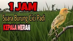 Suara cici padi betina merah pikat jantan mp3 & mp4. 150 Gacorkeun Ideas In 2021 Canary Singing Sound Meditation Sleep Therapy