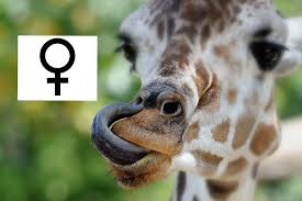 In unserem vornamenlexikon finden sie viele schöne männliche vornamen, die mit j beginnen. Tiernamen Mannlich Weiblich