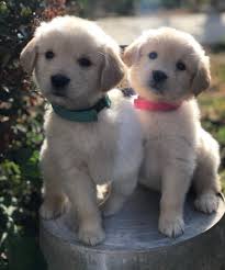 We did not find results for: Golden Retriever Puppies Northern California
