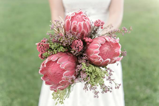 Why Protea is the Statement Bloom That Stuns Every Time - Cascade Floral Wholesale