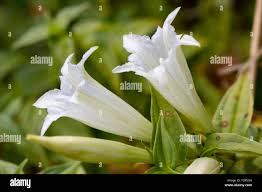Image result for Gentiana asclepiadea alba