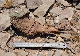 The natives who ingested this did not see. Peyote Harvesting Guidelines Chacruna