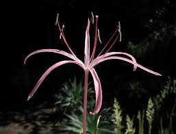 Image result for Ammocharis